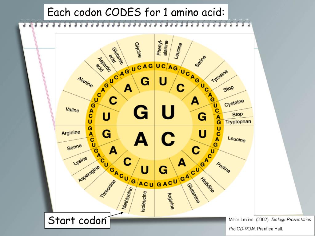 PPT - BIOLOGY B-4 MOLECULAR GENETICS BIOTECHNOLOGY PART 2 PowerPoint ...