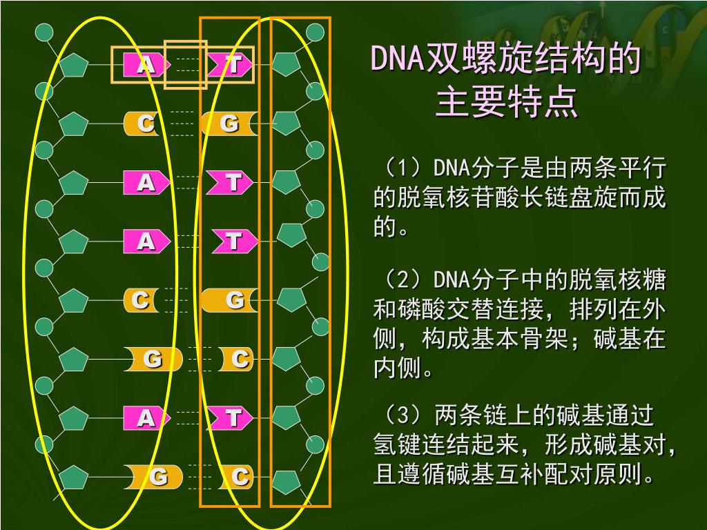PPT - DNA 分子的结构 PowerPoint Presentation, free download - ID:3601491